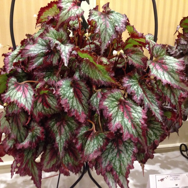 B. ‘Harmony’s Fire Breathing Dragon’